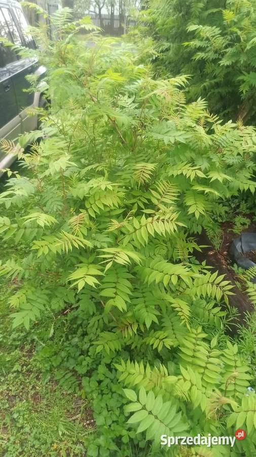 Tawlina jarzębolistna wielkopolskie Słupca sprzedam