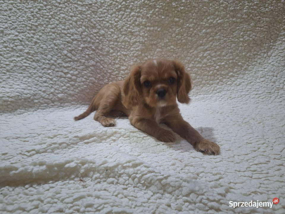 Cavalieki małe szukają domu pełnego miłości Płock