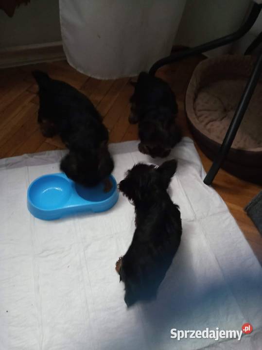 Oddam w ręce szczeniaki 2 suczki Lublin