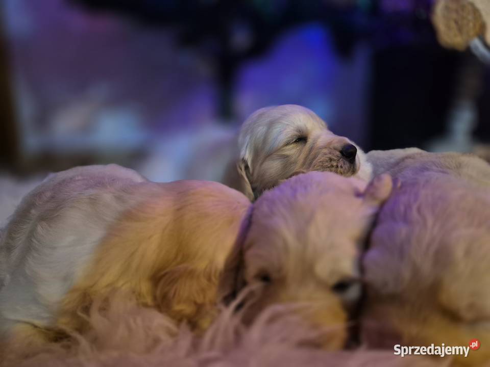Golden retriever szczenięta Kraków