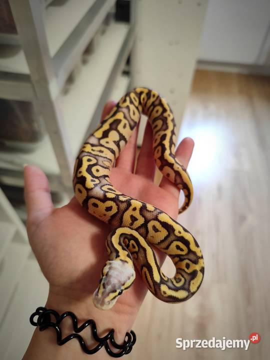 Pyton królewski samiec cb25 Pruszków