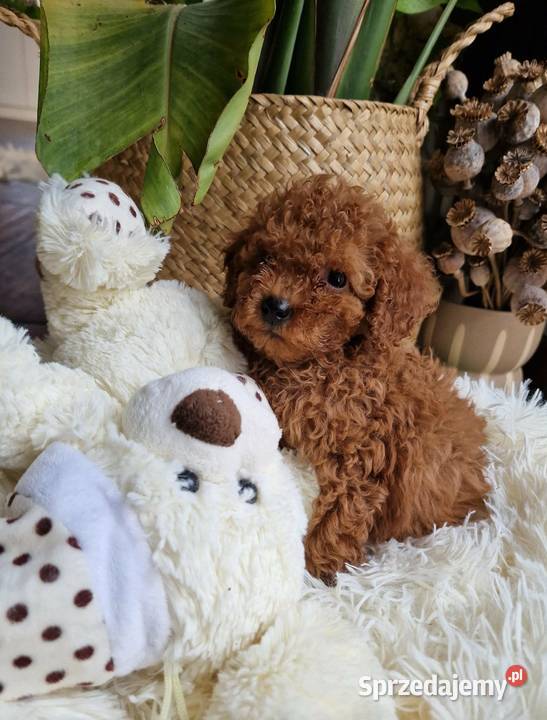 Pudel toy chlopczyk badania genetyczne małopolskie Nowy Sącz