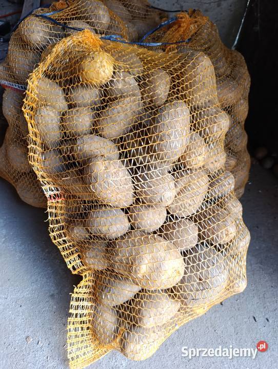 Ziemniaki jadalne lila Kowal