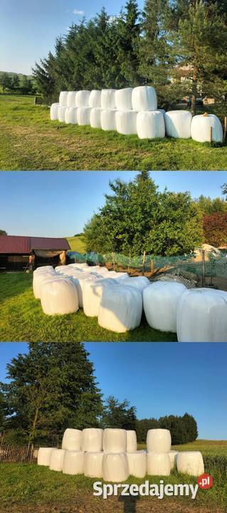 Prasa Fort f 21 junior