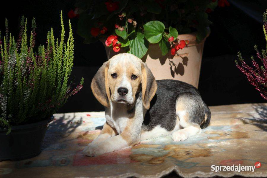 Beagle szczeniaczki ZKwP Championie Polski Aleksandria