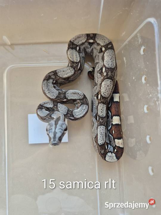 Boa cesarskie RLT małopolskie