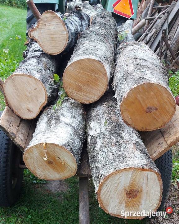 Brzoza kłoda pień klocek dłużyca drzewo drewno lubelskie Susiec