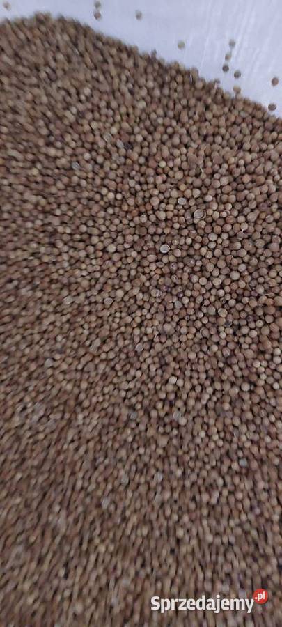 Kolendra siewna wysyłka