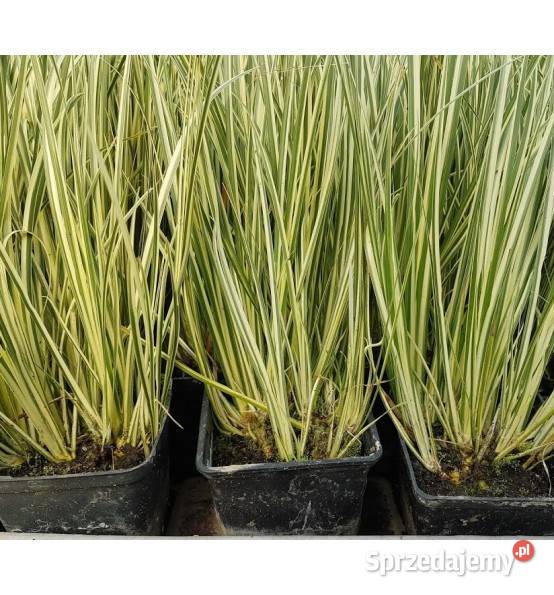 Rośliny wodne do oczek i stawu karasie kolorowe Rakszawa