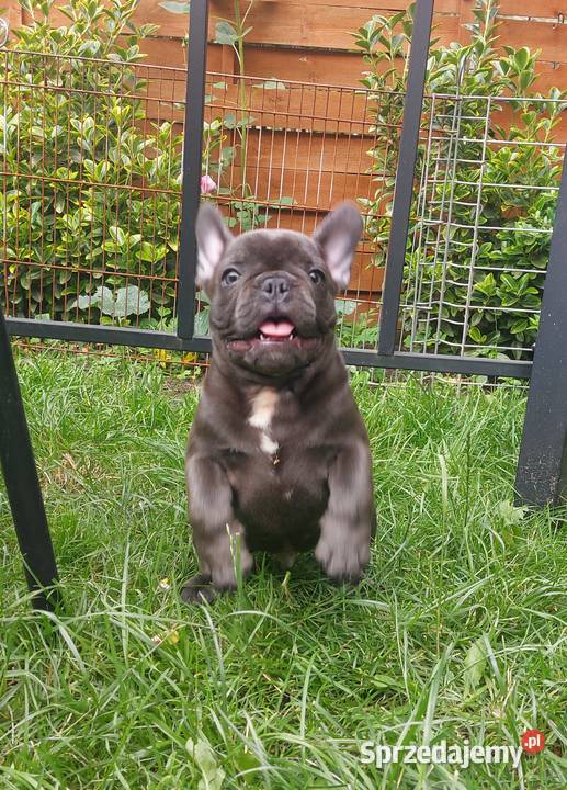 Buldog francuski Bludogi francuskie BLUE Łódź