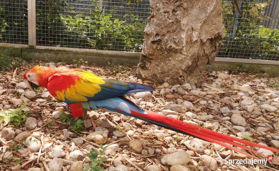 Ara macao samiec 2025 Rogoż