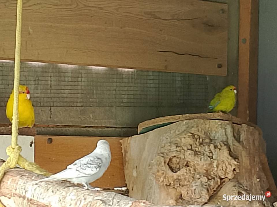 Rozelle białolice para kujawsko-pomorskie Płomiany