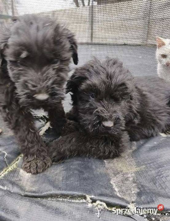 Sprzedam suczkę terier rosyjski czarny Koło sprzedam