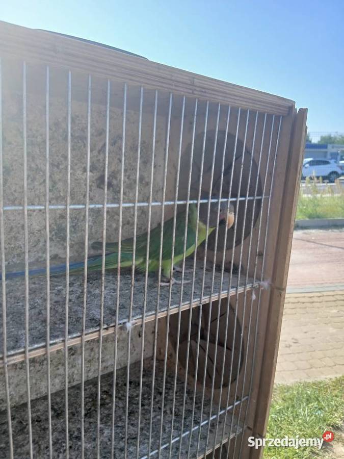 Mam do zaoferowania papugi Rzeszów