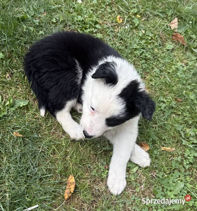 BORDER COLLIE SZCZENIAKI Z RODOWODEM gotowe na Myślenice