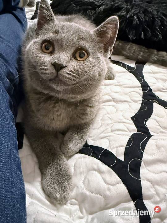 Kotek brytyjski krótkowłosy Kocurek Ryglice