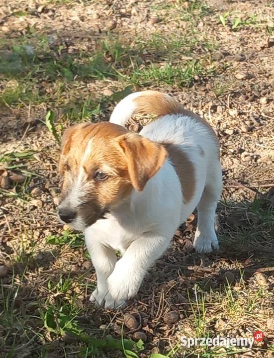 Jack Russell Terrier FCI Winnica sprzedam