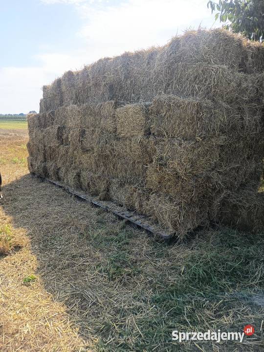 Słoma pszenna mała kostka Karczew