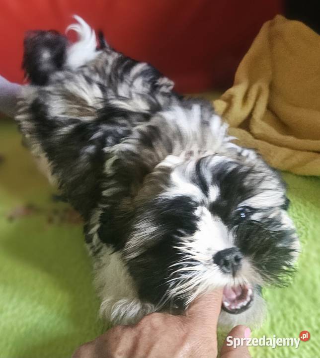 Shih Tzu chłopcy Częstochowa