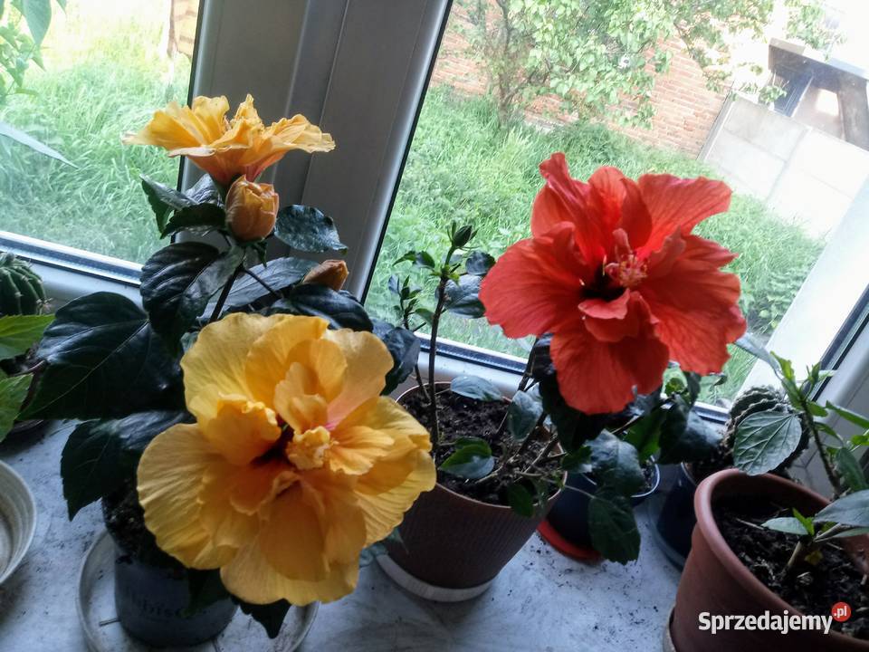 Róża chińska hibiskus Kwiat domowy Skierniewice sprzedam
