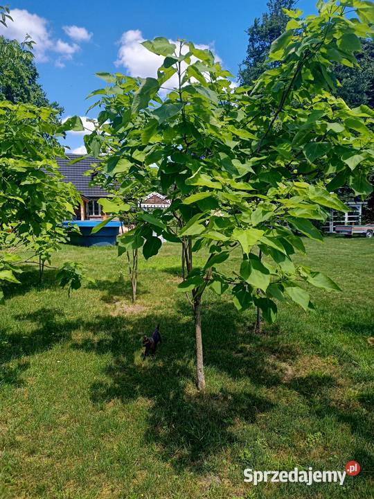 Surmia katalpa drzewo Warszawa