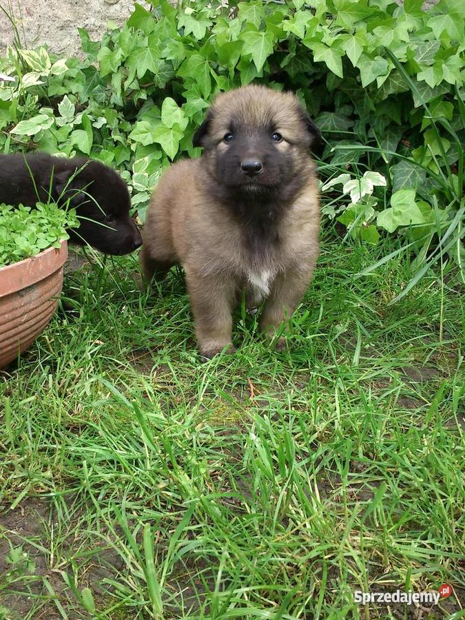 Owczarek Belgijski szczeniaki 100 Toruń