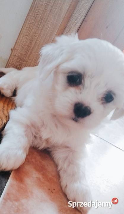 Maltanczyk szczenie Brzesko sprzedam