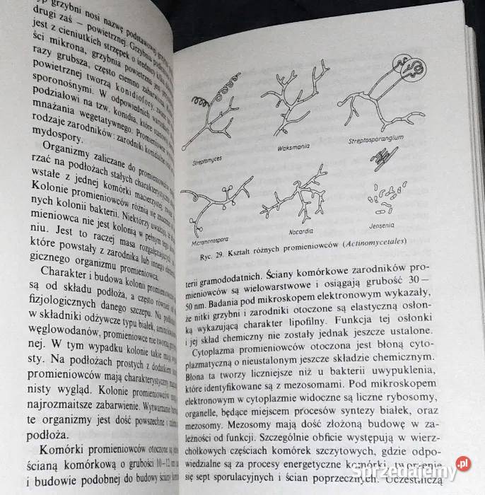 Antybiotyki Stefan Russel lubelskie Chełm