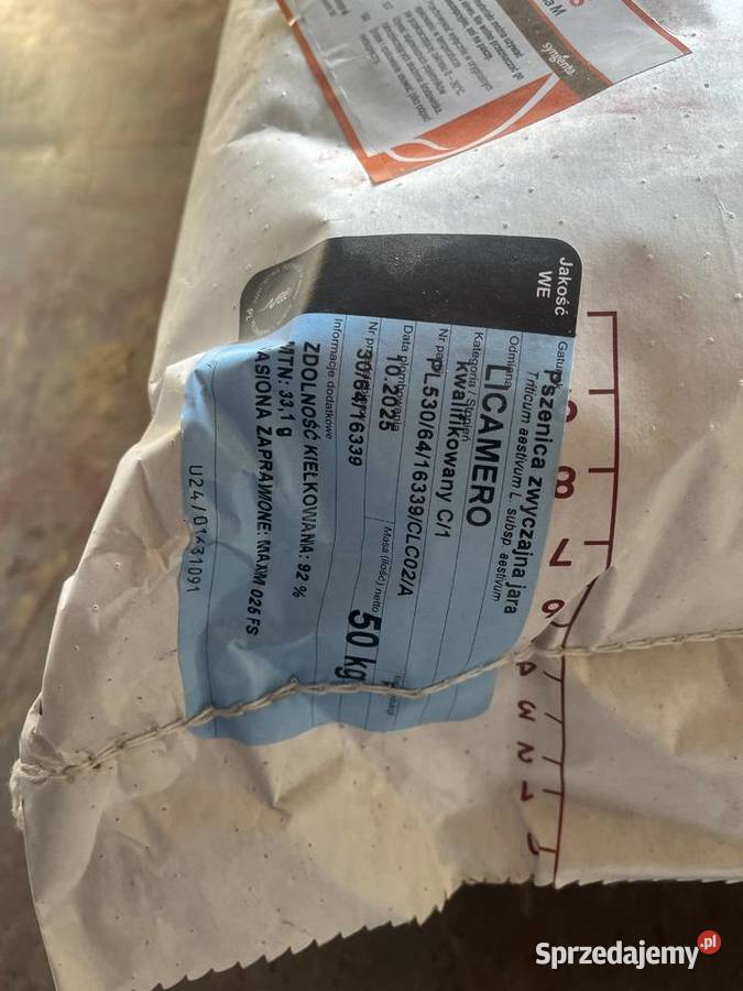 Pszenica jara Licamero Materiał siewny Bodziejowice sprzedam