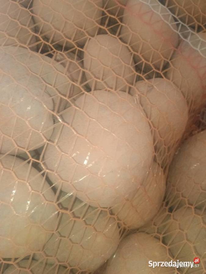 Ziemniaki bellarosa jurek Czysta Dębina