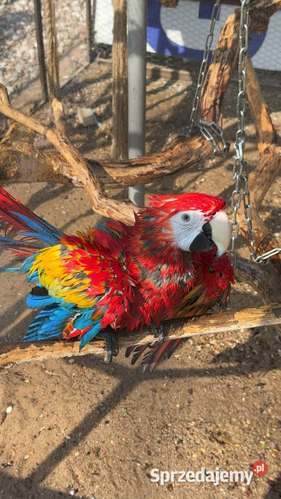 Papuga Ara Macao samiec ręcznie karmiona Brodnica
