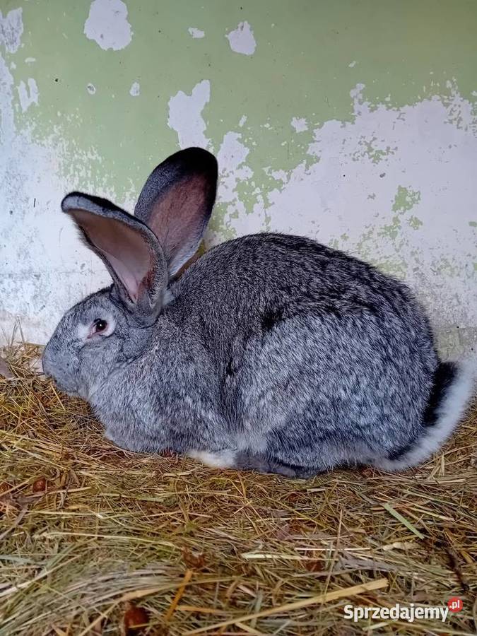 Królik mięso do howu