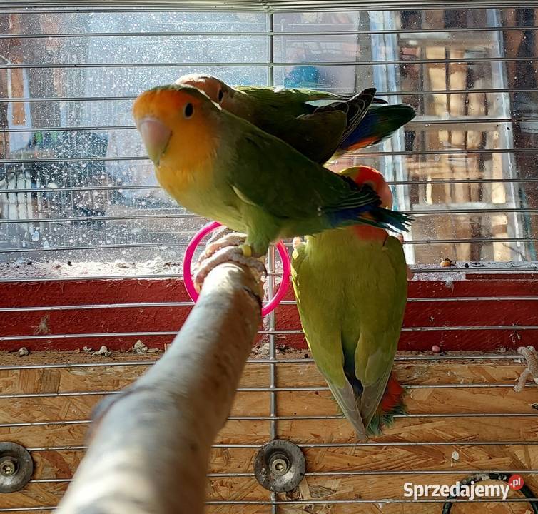 Papugi nierozłączki 21r