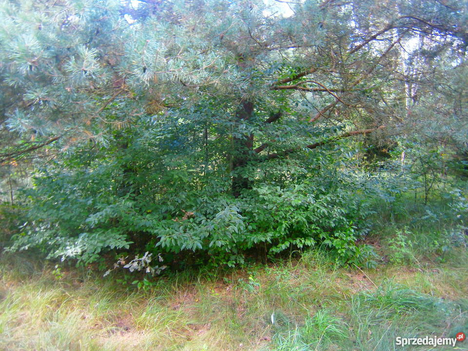 działka rekreacyjna Narwią z domkiem mazowieckie Dzbądzek