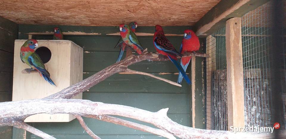 Pappugi rozelle królewskie małopolskie
