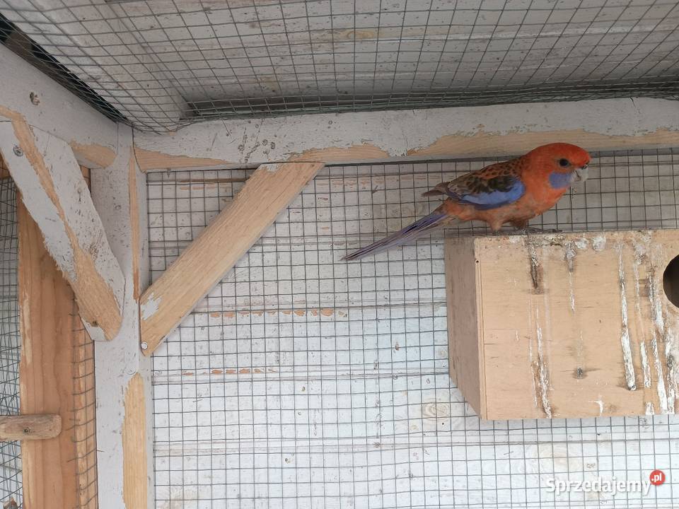 Rozella królewska orange samiec Włoszakowice