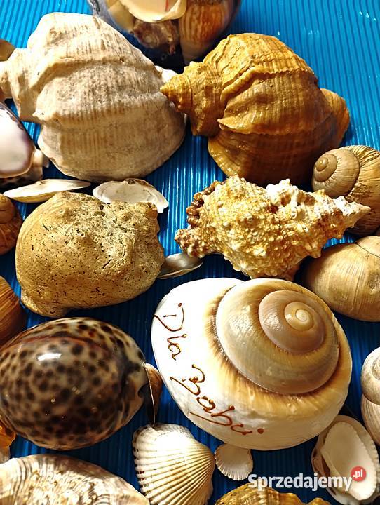 duży zestaw muszli Bukowno