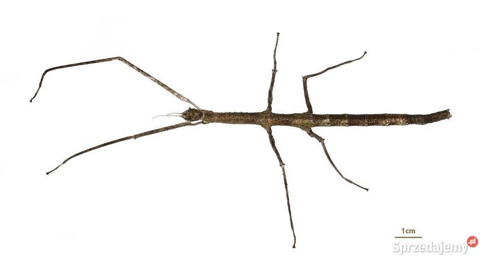 patyczak patyczaki terarium Żary