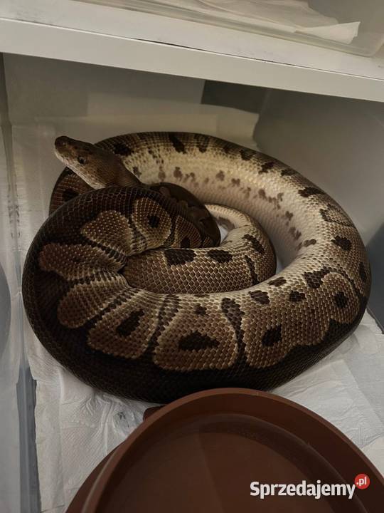 Dorosłe gotowe na sezon i młode węże zbożowe Pisz sprzedam