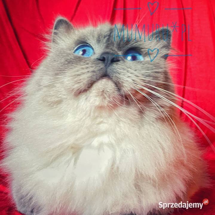 Cudowny ragdoll kocur hodowla FPL rodowód sprzedam