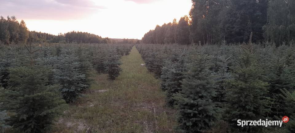 Likwidacja plantacji sprzedaż choinka świerk Pozostałe Tomaszów Mazowiecki sprzedam