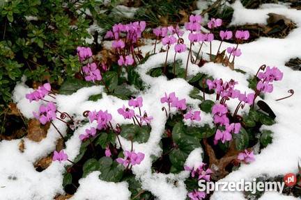 HIT Cyklamen Neapolitański Nasiona Poznań