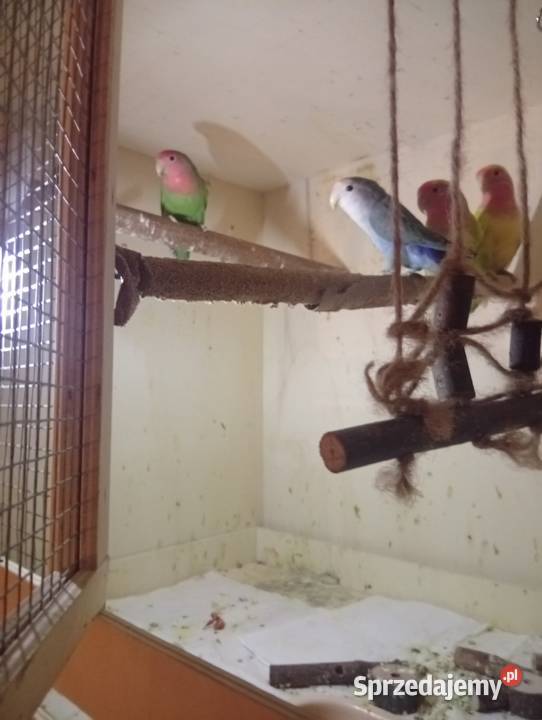 Ptaki ze zdjęcia Strzelce Opolskie sprzedam