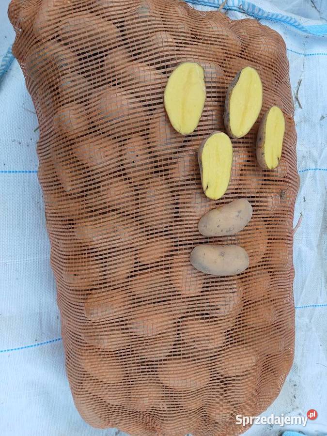 Ziemniaki Queen Anna ekologiczne Cyców