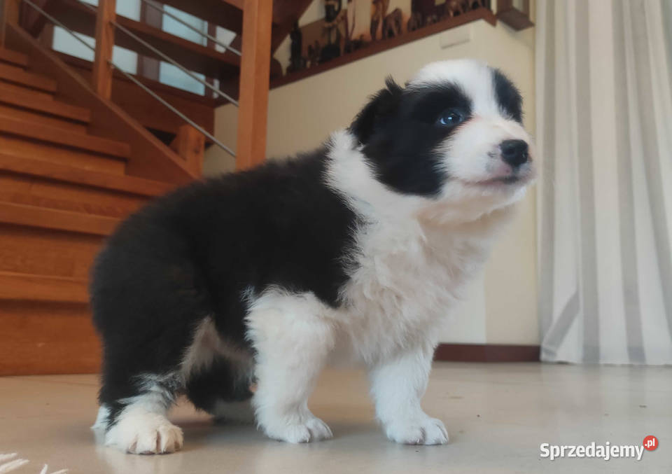 Szczenię BORDER COLLIE z Hodowli Rasowy pies z