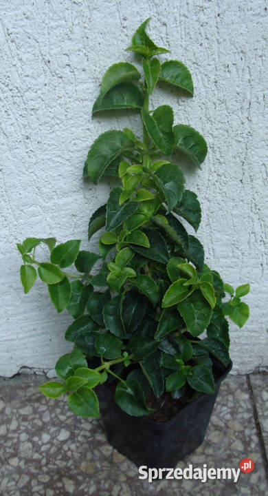 HORTENSJA PNĄCA Petiolaris sadzonki w doniczkach Ustronie