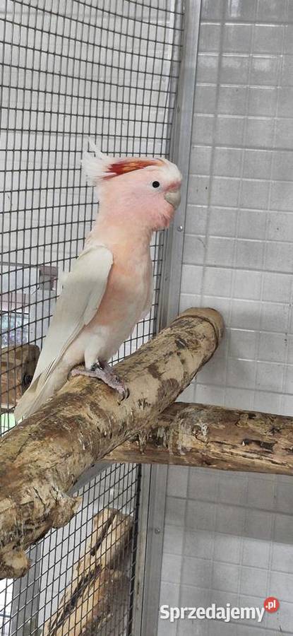 Sprzedam ptaki z 2025 Grodzisk Wielkopolski sprzedam