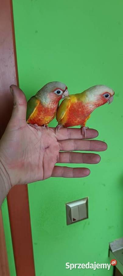 Papugi rudosterki ręcznie karmione Tychy