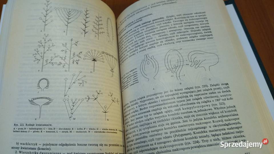 Botanika podręcznik Morfologia i Systematyka Gdańsk sprzedam