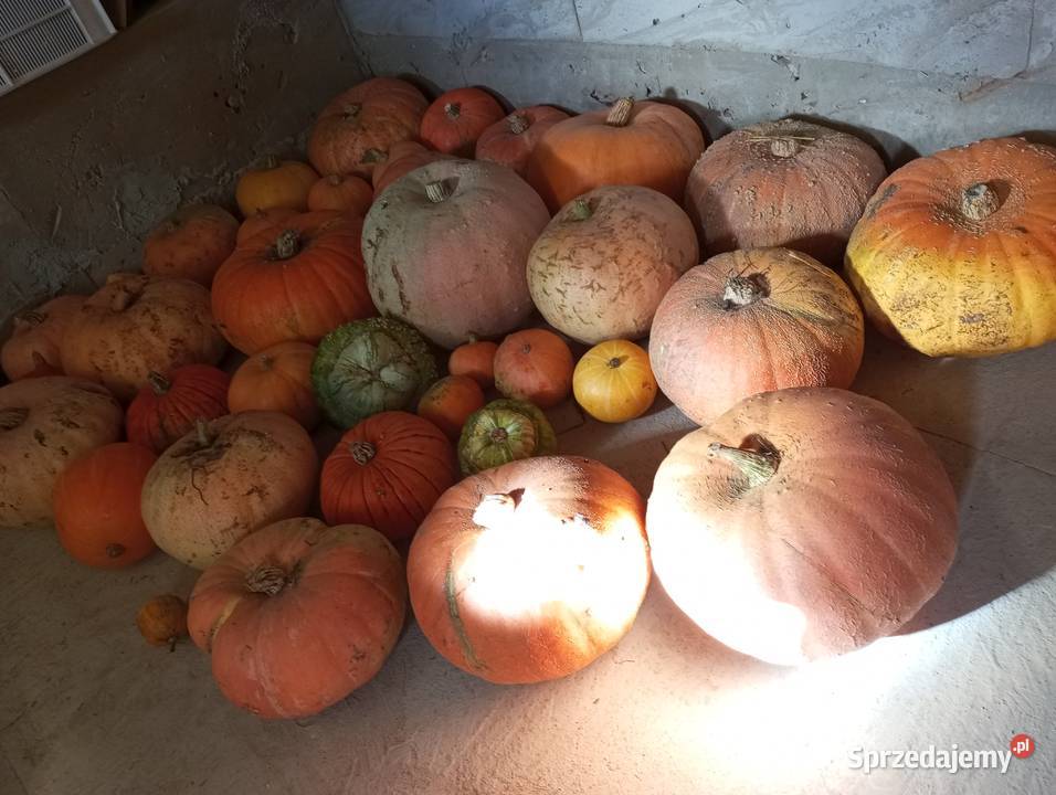 Sprzedam Dynie Jadalne Ekologiczne